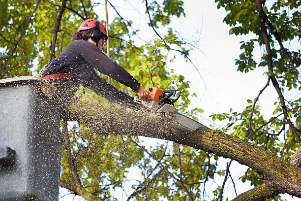 Reliable Blackhawk, SD Tree Removal Services Solutions